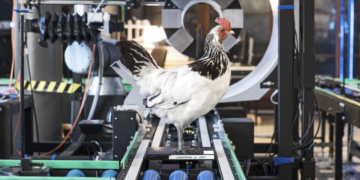 A chicken stood on machinery