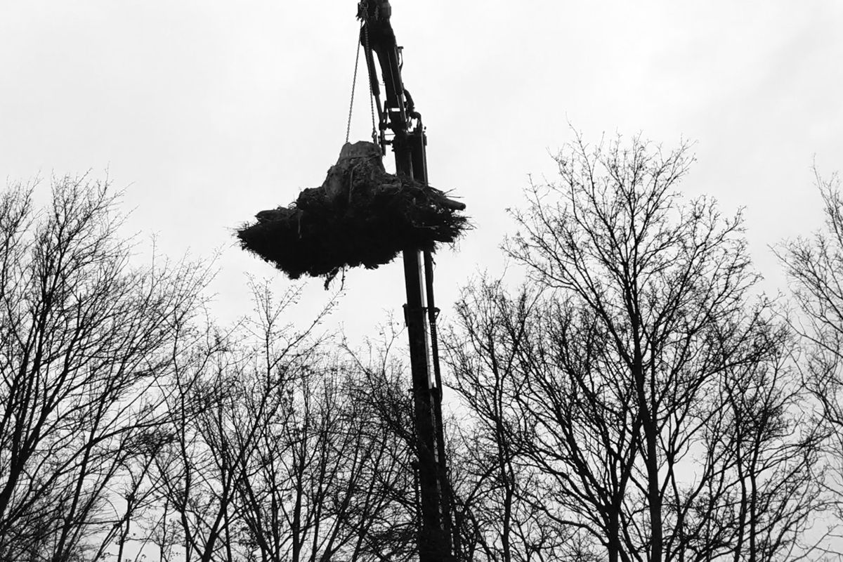 One of the trees from the Schokbos being transported using a large crane.