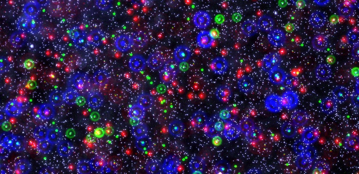 Multi-sized beads (constellation stained microspheres) tagged with different fluorescent colours.