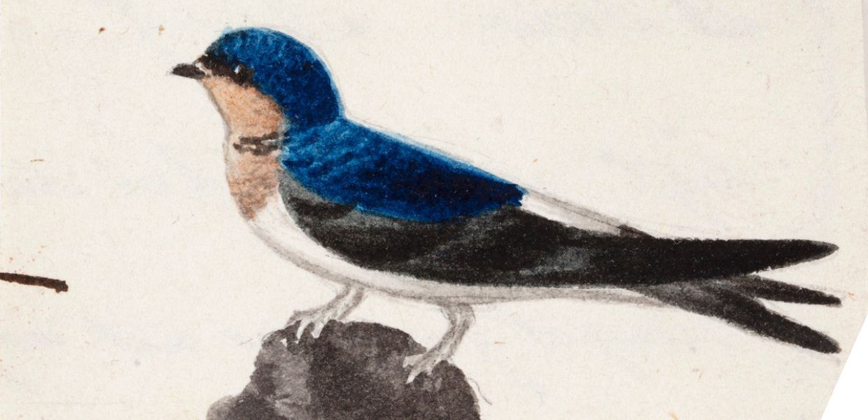 Illustration of a small bird with a blue head and back, pale underside, and dark wings, standing on a rock.