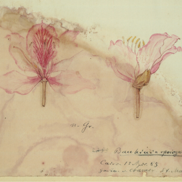How we are supporting underrepresented voices on the Europeana website