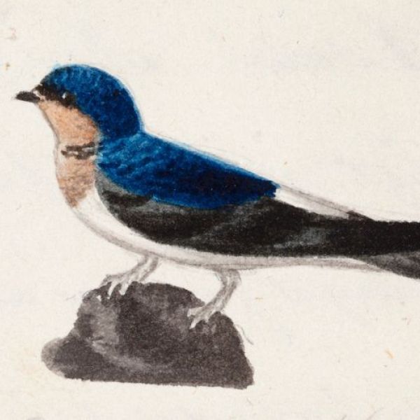 Europeana announces new high-profile Ambassadors Programme and Finnish Pilot 