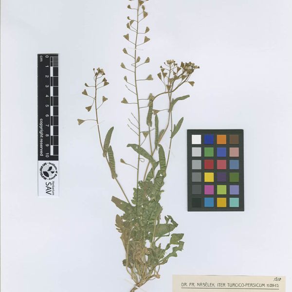 Scans of plants from the OpenUp! project