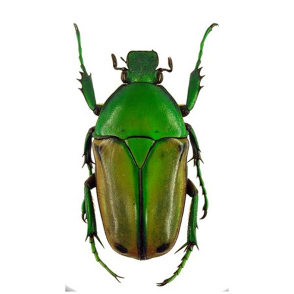 Beetles from the Royal Belgian Institute of Natural Sciences