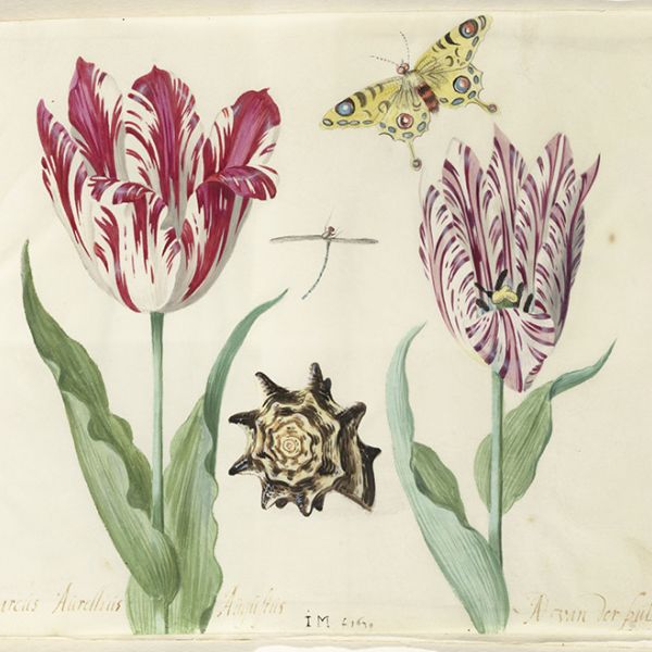 Natural History Art from the Rijksmuseum in Amsterdam
